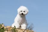 BICHON FRISE 297